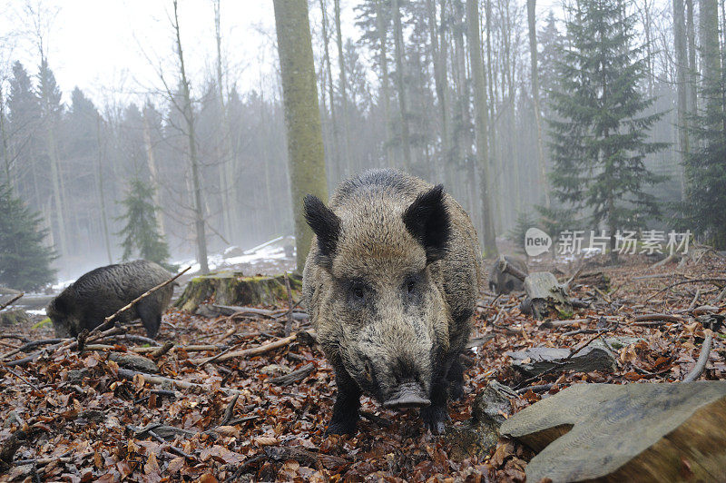 野猪(Sus scrofa)